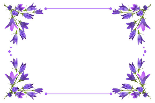Corner arrangements with purple campanula flowers and a frame isolated on white  or transparent background