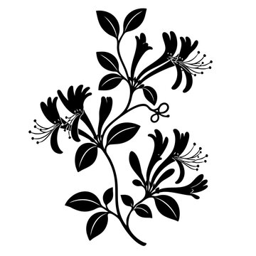 Black Floral Line Art Illustration Of Honeysuckle Flower Branch With Leaves And Buds Isolated On White Background