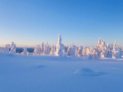 Majestic snowy spruce trees under sunset sky in winter. Serene winter landscape with frozen trees and bright horizon at the evening. Background, wallpaper, postcards.
