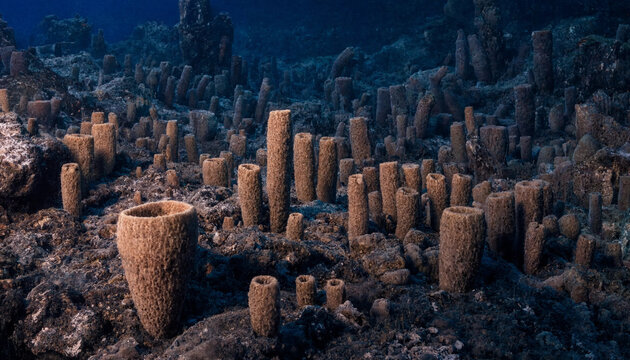 Dense field of brown tube sponges growing on the dark, rocky ocean floor in deep blue water, creating an underwater forest of marine organisms