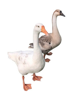 Two domestic geese standing together