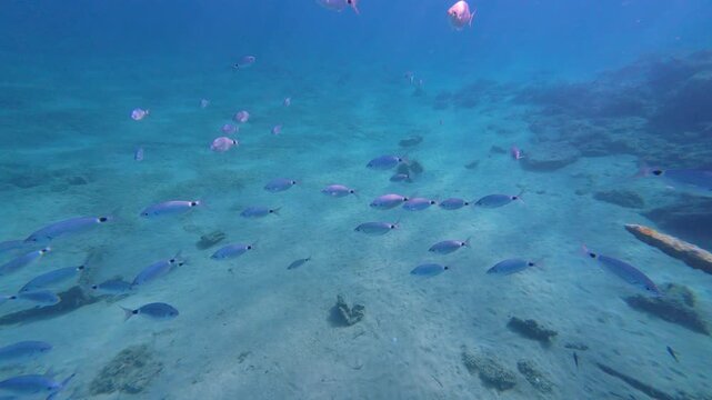 Dark fish swimming through a school of saddled seabream over a sandy seabed