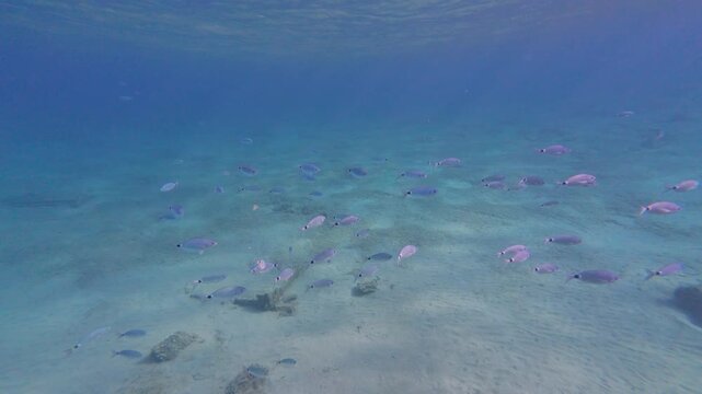 School of saddled seabream swimming over a sandy seabed in clear blue water