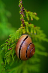A striped brown snail shell rests delicately on a lush green conifer branch in this vivid macro nature photograph. Soft, blurred foliage creates a peaceful backdrop for the spiralled mollusc shell © Aimur