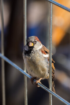 A beautiful little sparrow (Passer domesticus), a solitary male. Once very common, the house sparrow is now an endangered bird in Finland.