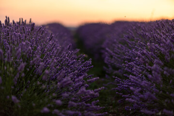 Obraz premium Blooming purple lavender flowers create a peaceful natural landscape at dusk with warm skies