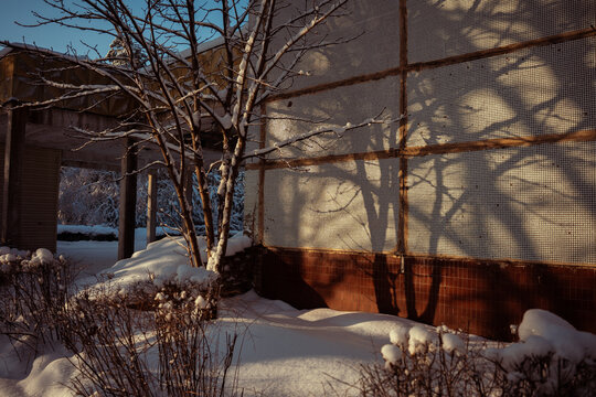 Bare tree shadows on a tiled wall beside snow