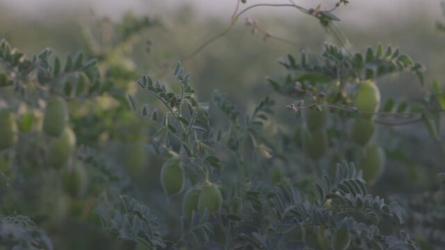 Chickpea bush. Chickpeas ripening in the field. Chickpeas in the field after treatment with chemicals. slow motion video. ProRes 422 10 bit C-LOG video..