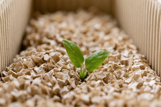 The Seedling Emerging Through Pebble Bed in a Cardboard Planter Box
