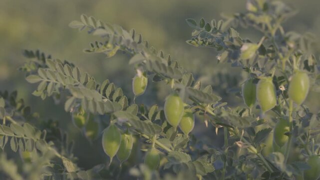 Chickpea bush. Chickpeas ripening in the field. Chickpeas in the field after treatment with chemicals. slow motion video. ProRes 422 10 bit C-LOG video..
