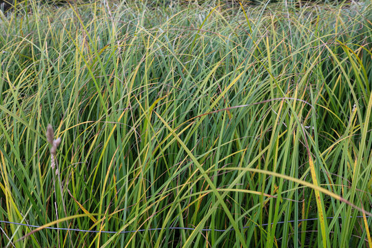 Dense thickets of long green and yellowish sedge grass completely fill the frame in a natural habitat. The textured meadow vegetation captures the atmospheric freshness of late summer or early autumn.