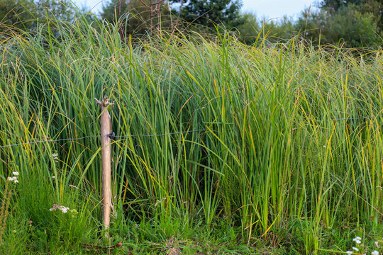 Dense green thickets of tall grass and sedge grow alongside a wooden post with a wire fence. The lush vegetation of the wild meadow radiates freshness and a cozy natural summer atmosphere. 