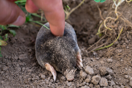 A human finger gently touches the back of a small mole emerging from its hole onto the soil surface. The animal's soft velvety fur is dusted with sand during underground digging in a garden.