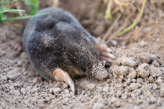 A small mole emerges from its burrow onto dry loose soil in its natural habitat. Strong front paws with sharp claws and a sand-covered nose help the animal actively dig underground tunnels.