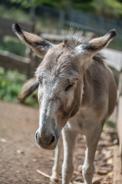 Close-up portrait of a donkey standing outdoors in a natural enclosure, showing its long ears, soft gray-brown coat and expressive face in warm natural light