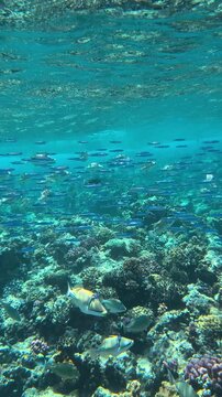 Coral Reef with Tropical Fish and Sea Turtles While Snorkeling in Marsa Alam, Egypt