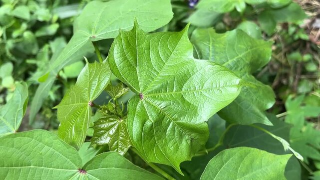 Cotton Plant Growth: Vibrant green cotton leaves unfurl in the soft sunlight, showcasing the intricate veins and healthy vitality of a young plant.