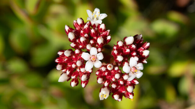 Single flower of Doily crassula, small red and white flowers, succulent plant, blurred background, viewed from above, Wellington.