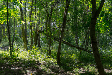 Fototapeta premium A serene forest scene with tall green trees and sunlight filtering through the leaves. The ground is covered with grass and small plants, creating a peaceful atmosphere.