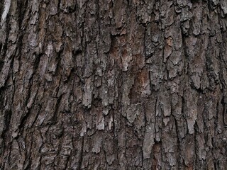 Fototapeta premium A close up of a tree trunk with textured bark, great for environmental or nature themed projects