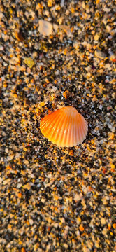 seashell on the sand, sunlight, sunrise, desktop, close-up, treasure on sand