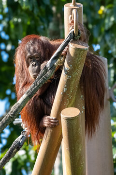 Siamang 