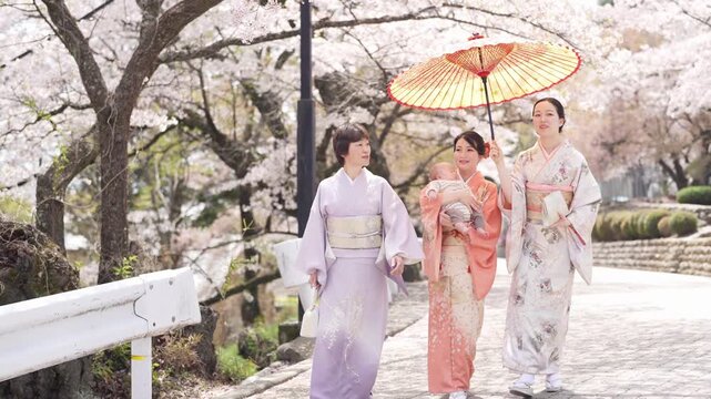 Three women in kimonos walk along a paved street with a baby and paper parasol beneath flowering cherry trees. Japan, April 19, 2025, spring.