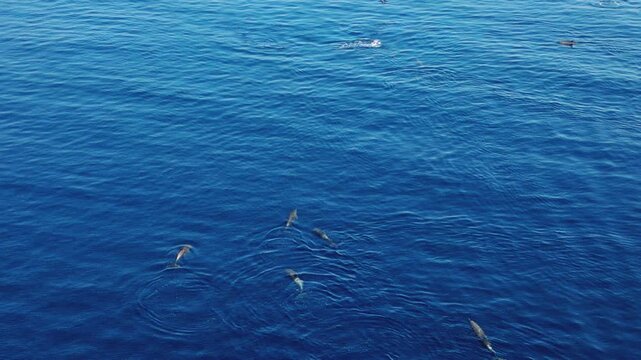 Aerial view of a pod of dolphins swimming through the deep blue waters of the open sea in Indonesia.