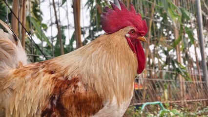 Stunning Profile Portrait of a Golden and White Leghorn Rooster © NantoL18RA