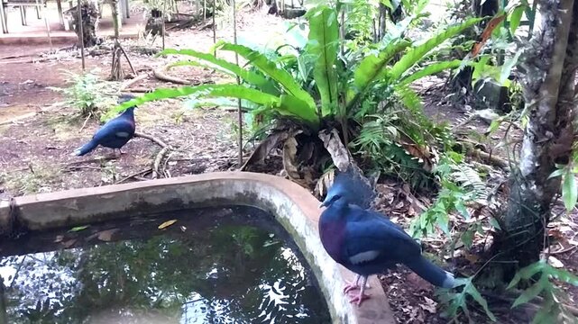 Crowned Pigeons Drinking and Perching by Tropical Forest Pool
