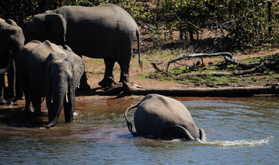 Elephant herd at watering hole with one elephant submerged in water © Antony