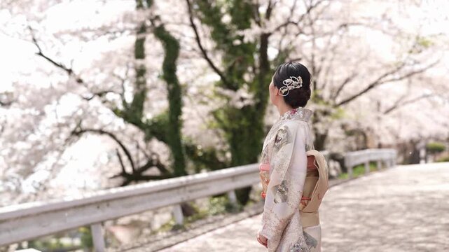 A woman faces away on a cherry-lined street, showing the obi bow and hair ornaments of her patterned kimono. Japan, April 19, 2025, spring.