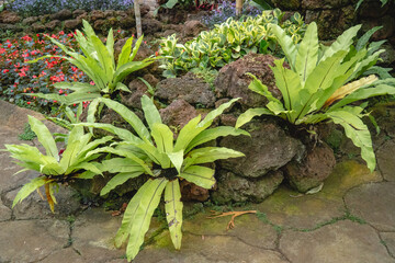 Green fern plants growing among natural rocks in a landscaped garden, with ornamental flowers and tropical vegetation in the background. © Nuzul