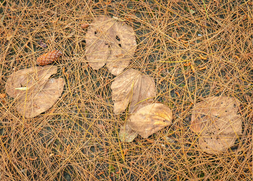 Dry brown pine needles and fallen leaves scattered across the ground, creating a natural earthy texture with organic lines and muted colors.