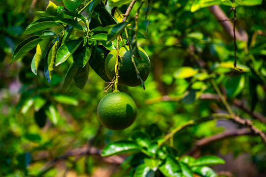 Unripe citrus fruits hanging on a tree in Ong Mo