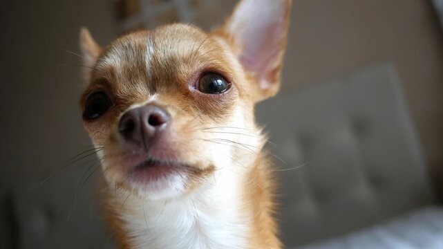 A small Chihuahua puppy sniffs the air with a keen nose, exploring scents in a cozy indoor setting &mdash; intimate lifestyle stock footage focusing on curious canine behavior and close-up details. 