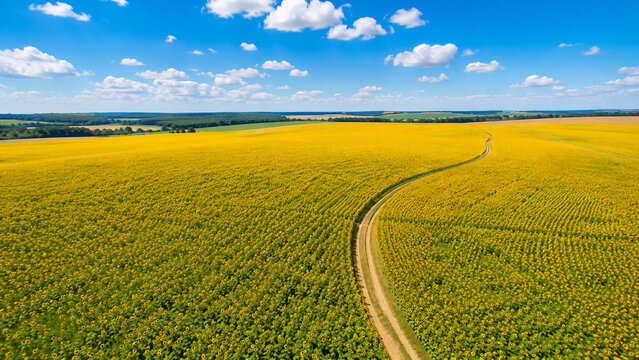 Aerial view of sunflower field with winding rural road