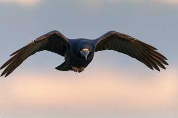 Fototapeta premium The Raven in Flight Over a Warm Sunset Sky Silhouetted Against Clouds