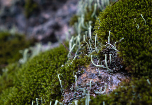 Cladonia Lichen and Soft Moss Tufts on Craggy Forest Stone