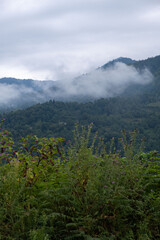Obraz premium Purple Wildflowers on Hillside Overlooking Foggy Mountains and Low Clouds