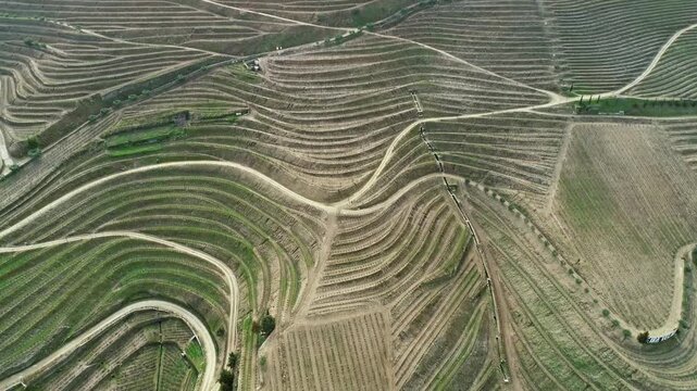 Aerial view of terraced vineyards in the Douro River valley with winding dirt paths and lush green rows of vines in Portugal.