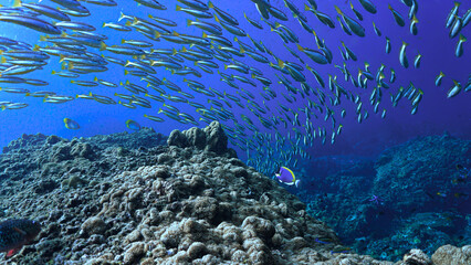 Colorful Coral Reef and School of Fish Underwater. Clear blue water, colorful corals and fishes create a breathtaking ocean scenery and landscape. © Johan
