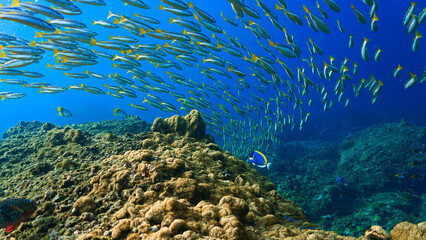 Colorful Coral Reef and School of Fish Underwater. Clear blue water, colorful corals and fishes create a breathtaking ocean scenery and landscape. © Johan