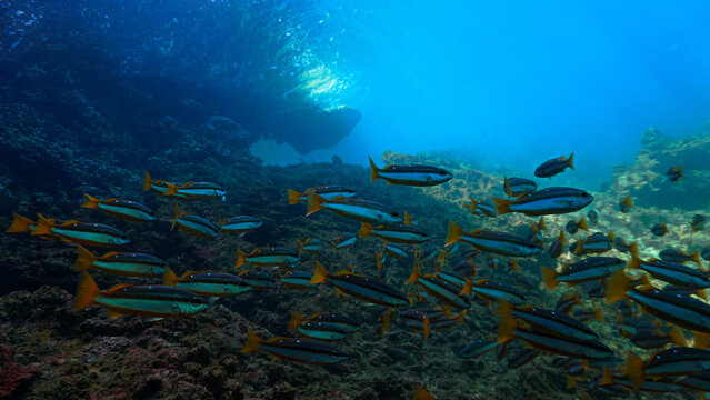 Colorful Coral Reef and School of Fish Underwater. Clear blue water, colorful corals and fishes create a breathtaking ocean scenery and landscape.