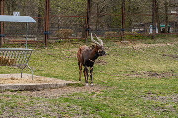 Bongo antelope Tragelaphus eurycerus standing in zoo enclosure, captive wild animal with spiral horns in outdoor habitat © MAKSYM