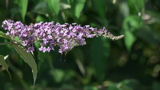 Scarce swallowtail butterfly drinking nectar from purple butterfly bush. Static macro shot showing detailed insect movement on a summer flower.