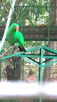 Green Eclectus Parrot Perched on Metal Frame in Cage
