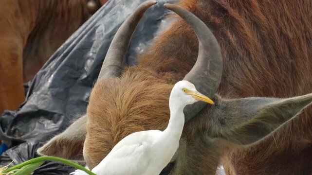 Cows eating garbage, Cows eating plastic, waste management crisis, cattle garbage dump, birds at landfill, garbage dump ecology, garbage contamination animals, crows eating birds garbage, food wastes.