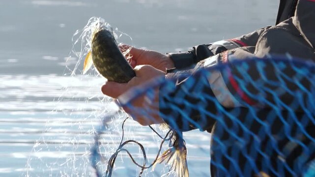 Fisherman removing caught pike fish from netting on sunny day.