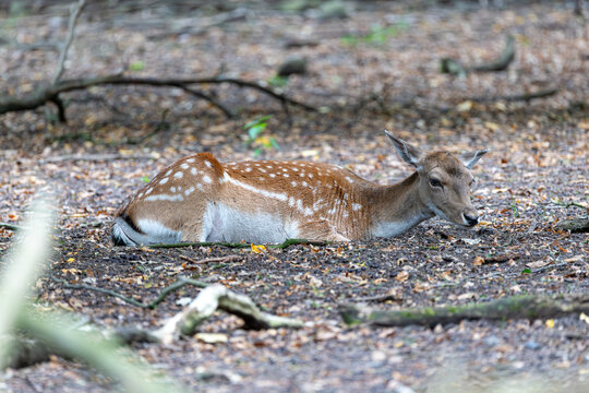 Reh im Wald